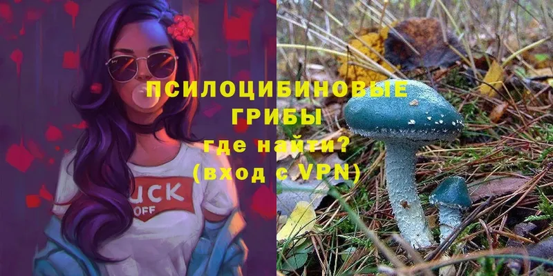 Псилоцибиновые грибы Cubensis Нюрба